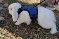 Holland Lop Rabbits for sale in 5907 Wolf Dale Ct, Raleigh, NC 27606, USA. price: NA