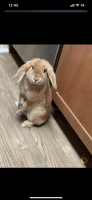 Holland Lop Rabbits for sale in Westbury, NY, USA. price: NA