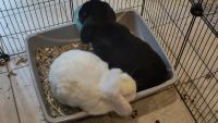 Holland Lop Rabbits for sale in Montgomery County, MD, USA. price: NA
