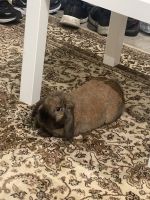 Holland Lop Rabbits for sale in Hicksville, NY, USA. price: NA