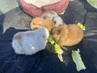 Holland Lop Rabbits for sale in Stafford, VA 22554, USA. price: NA