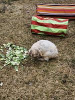 Holland Lop Rabbits for sale in Candia, NH, USA. price: NA