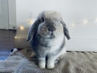 Holland Lop Rabbits for sale in Warrenton, VA, USA. price: NA