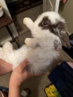Holland Lop Rabbits for sale in Avondale, AZ 85323, USA. price: NA