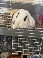 Holland Lop Rabbits for sale in Hicksville, NY, USA. price: NA