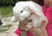 Holland Lop Rabbits for sale in Spring, TX 77373, USA. price: NA