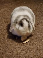 Holland Lop Rabbits for sale in Bellflower, CA, USA. price: NA