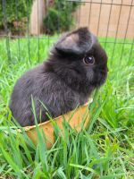 Holland Lop Rabbits for sale in West Covina, CA 91790, USA. price: $100