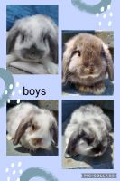 Holland Lop Rabbits for sale in Fayetteville, PA 17222, USA. price: $45
