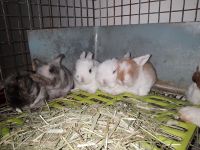 Holland Lop Rabbits for sale in Philadelphia, PA, USA. price: $300