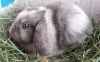 Holland Lop Rabbits for sale in Detroit, MI, USA. price: NA