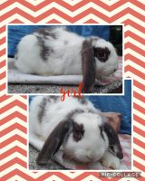Holland Lop Rabbits for sale in Fayetteville, PA 17222, USA. price: $45