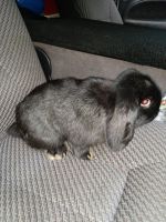 Holland Lop Rabbits for sale in Allentown, PA, USA. price: $25