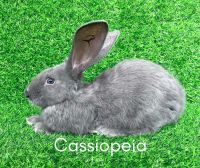 Holland Lop Rabbits for sale in Barnstead, NH, USA. price: NA