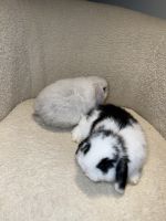 Holland Lop Rabbits for sale in Houston, TX 77056, USA. price: $100