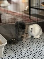 Holland Lop Rabbits for sale in Reisterstown, MD, USA. price: $500
