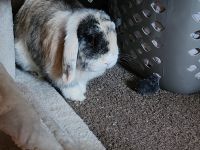 Holland Lop Rabbits for sale in Bellflower, CA, USA. price: $100