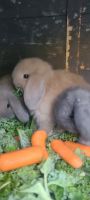 Holland Lop Rabbits for sale in Irvine, CA 92614, USA. price: $50