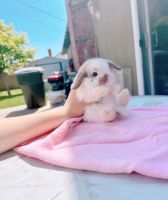 Holland Lop Rabbits for sale in Anaheim, CA, USA. price: $400