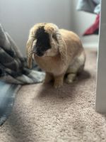 Holland Lop Rabbits for sale in Little Elm, TX, USA. price: $150