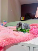 Holland Lop Rabbits for sale in Los Angeles, CA, USA. price: $400