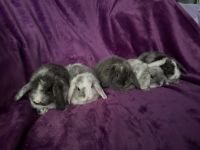 Holland Lop Rabbits for sale in Santa Clarita, CA, USA. price: $175