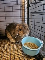 Holland Lop Rabbits for sale in Owensboro, KY, USA. price: NA