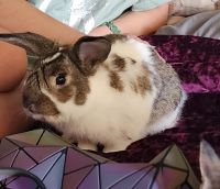 Holland Lop Rabbits for sale in Colorado Springs, CO, USA. price: NA
