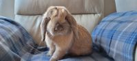 Holland Lop Rabbits for sale in Beaumont, CA, USA. price: $50