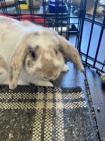 Holland Lop Rabbits for sale in Anderson, TX 77830, USA. price: $200