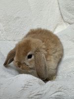 Holland Lop Rabbits for sale in Kenosha County, WI, USA. price: $70