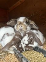 Holland Lop Rabbits for sale in Stroudsburg, PA 18360, USA. price: $50