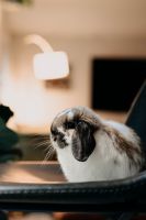 Holland Lop Rabbits for sale in Louisa, VA 23093, USA. price: $200