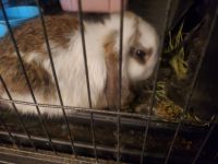 Holland Lop Rabbits for sale in Gaffney, SC, USA. price: $25
