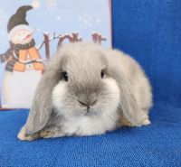 Holland Lop Rabbits for sale in Butler, PA, USA. price: $100