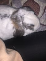 Holland Lop Rabbits for sale in Owings Mills, MD, USA. price: $200