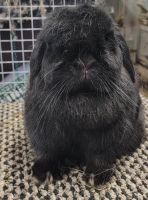 Holland Lop Rabbits for sale in Sandusky, OH 44870, USA. price: NA