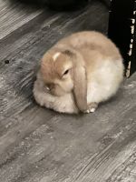 Holland Lop Rabbits for sale in High Point, NC 27265, USA. price: $80