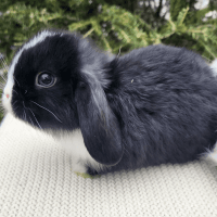 Holland Lop Rabbits for sale in New York, New York. price: $30,000