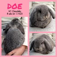 Holland Lop Rabbits for sale in Charleston, SC, USA. price: $150