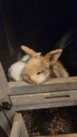 Holland Lop Rabbits for sale in Bridgeport, Connecticut. price: $250