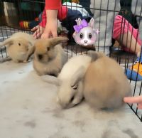 Holland Lop Rabbits for sale in Yucaipa, California. price: NA