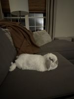 Holland Lop Rabbits for sale in Frederick, Maryland. price: $100
