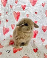 Holland Lop Rabbits for sale in Caneyville, Kentucky. price: $65