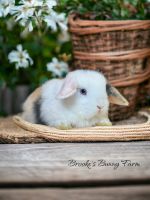 Holland Lop Rabbits for sale in Oxford, Connecticut. price: $250