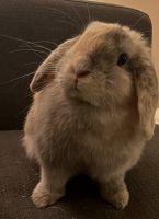 Holland Lop Rabbits for sale in Los Angeles, California. price: $80