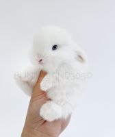 Holland Lop Rabbits for sale in Miami, Florida. price: $1