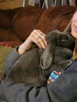 Holland Lop Rabbits for sale in Harrisburg, Pennsylvania. price: $300