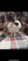 Holland Lop Rabbits for sale in North Tonawanda, New York. price: $40