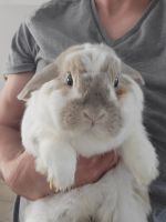 Holland Mini-Lop Rabbits for sale in Anthem, Phoenix, AZ, USA. price: NA